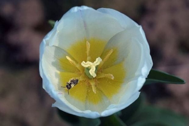 Additionally, the Dutch embassy has contributed 40,000 tulips, enhancing the grandeur of the event. (PTI Photo)