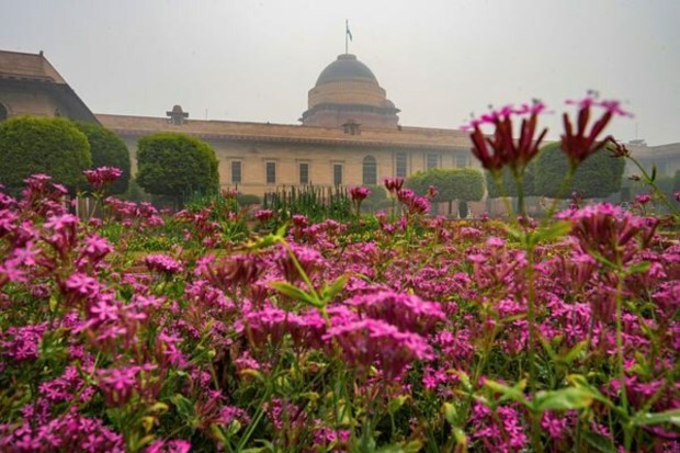 Flowers in bloom at 'Amrit Udyan' on the premises of the Rashtrapati Bhavan. (Image: PTI)