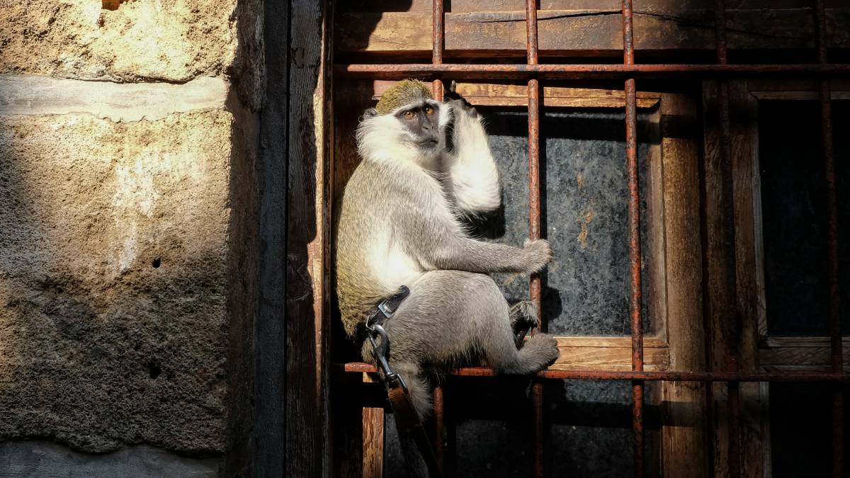 monkey fever, monkey fever karnataka, monkey fever cases, monkey fever live news, what is monkey fever, symptoms of monkey fever, monkey fever deaths in Karnataka, karnataka