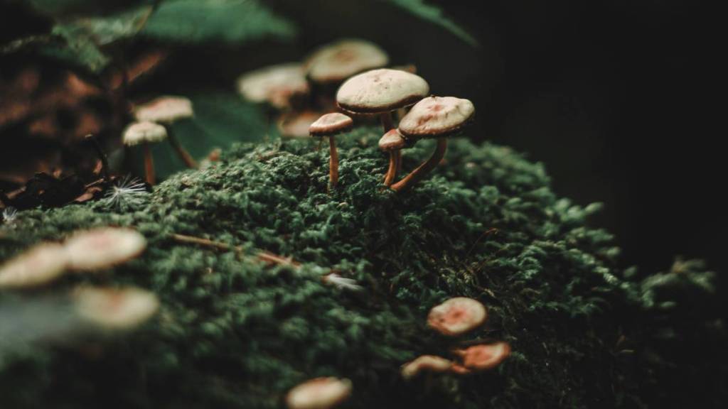 mushroom into gold, gold nanoparticles, mushroom into gold nanoparticles, eco friendly gold production, goa mushrooms, goa food, goa researchers mushroom into gold, gold nanoparticles, mushroom into gold nanoparticles, eco friendly gold production, goa mushrooms, goa food, goa researchers