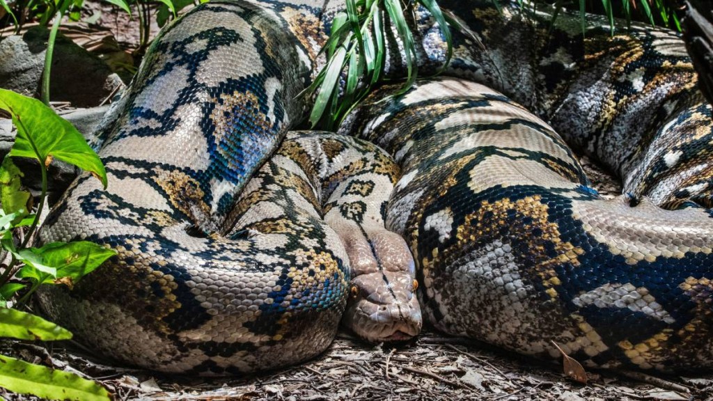 anaconda, new anaconda, longest anaconda, giant anaconda, anaconda species anaconda, new anaconda, longest anaconda, giant anaconda, anaconda species
