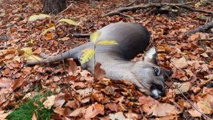 Zombie Deer Disease, Zoonotic Diseases, Deer Diseases, Zoonotic Diseases pandemic, healthcare news,