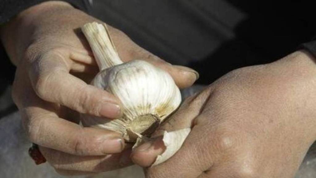 Garlic