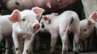 African swine fever, ASF, pig fever, pig viral, new viral disease in pigs, pigs disease