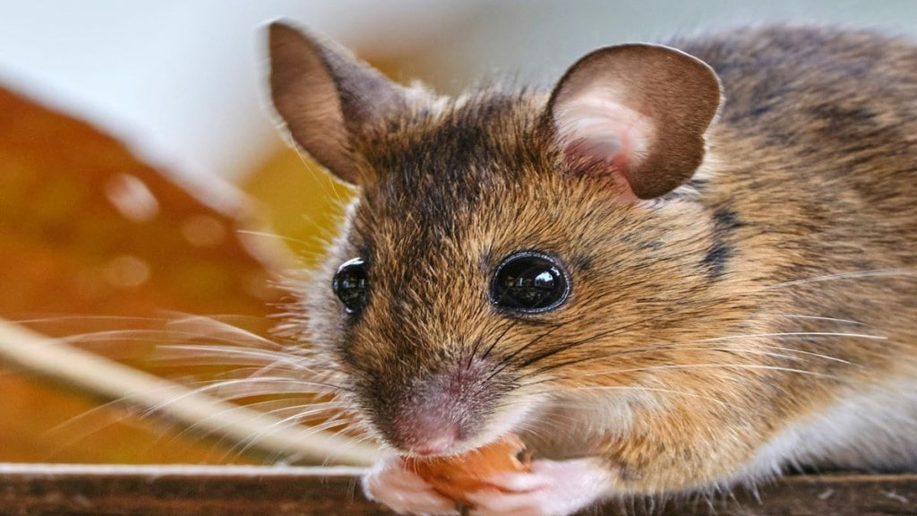 Bubonic Plague, Black death, Bubonic plague in India, Black death, black death cases, bubonic plague symptoms, bubonic plague treatment, healthcare news,