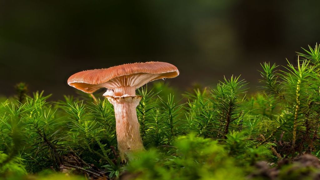 Mushrooms, mushrooms healthy, edible mushrooms, mushroom side effects, mushroom benefits, health news, wellness news,