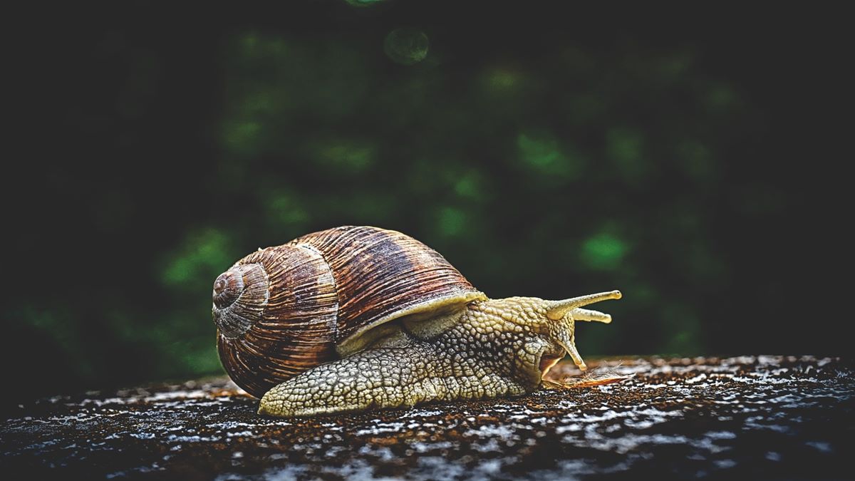 Snail-transmitted rare meningitis can permanently damage your child's ...