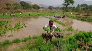 Agriculture