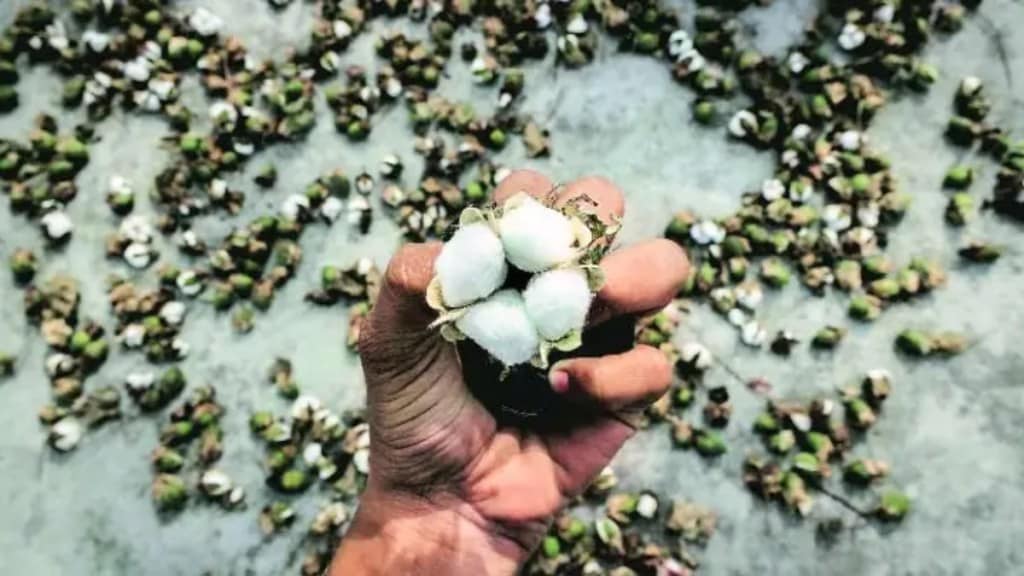 cotton seed price, cotton news, cotton, commodities news, market news