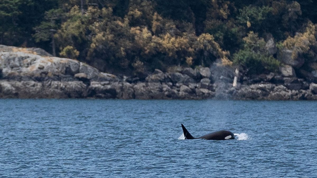 Orcas kill Great White Sharks along Cape Town coastline