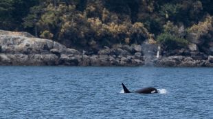 Orcas kill Great White Sharks along Cape Town coastline