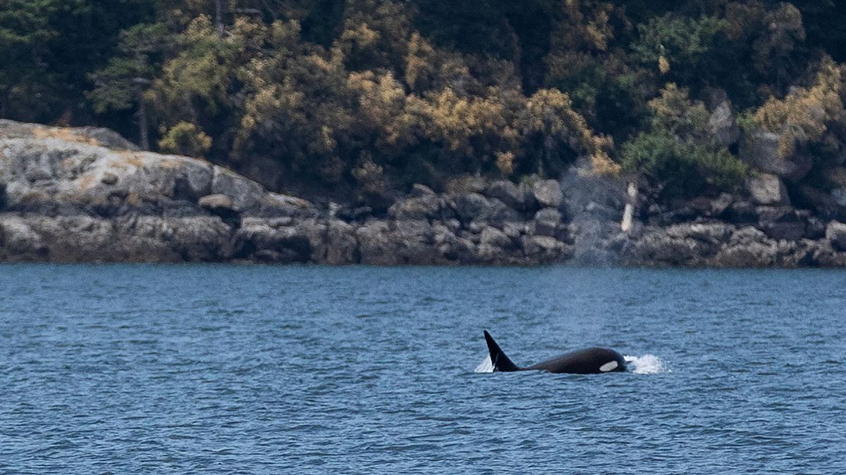 Orcas kill Great White Sharks along Cape Town coastline Orcas kill Great White Sharks along Cape Town coastline