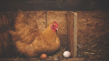 USDA reported bird flu cases in mammals this year.