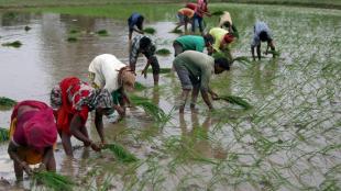 nabard, nabard deputy md, credit absorption, economy