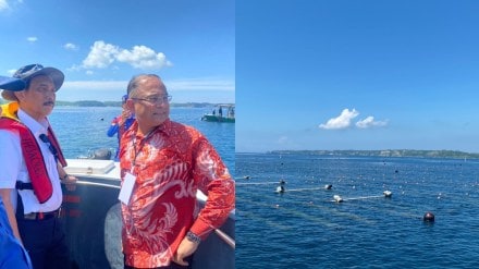 Indonesia seaweed