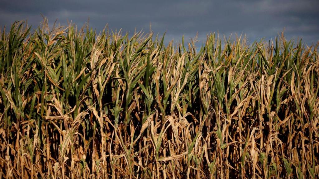 maize, maize prices, maize production, economy