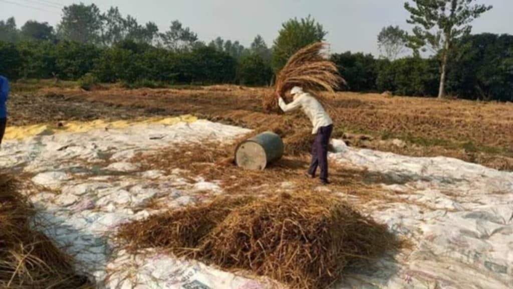 economy, Indian economy news, pulses, maize, cotton, MSP