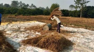 economy, Indian economy news, pulses, maize, cotton, MSP