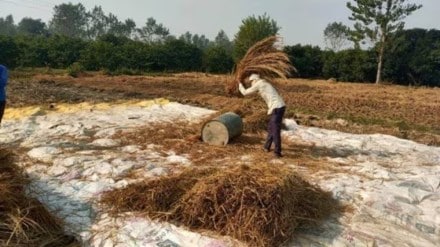 economy, Indian economy news, pulses, maize, cotton, MSP