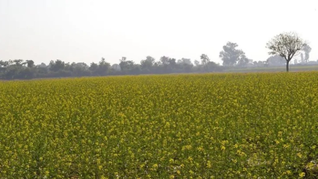 import, export, mustard, harvest, mustard price, economy news