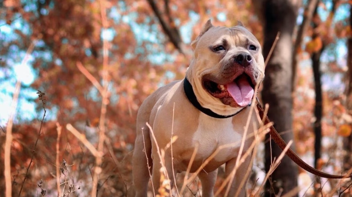 Centre asks states to ban import, breeding and sale of Pitbulls, Rottweilers, Terriers Centre asks states to ban import, breeding and sale of Pitbulls, Rottweilers, Terriers
