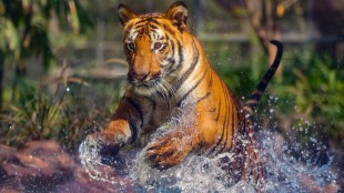 Jim Corbett National Park, Jim Corbett, Jim Corbett Tiger Safari, Tiger Safari in India, Supreme Court