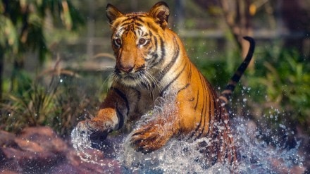 Jim Corbett National Park, Jim Corbett, Jim Corbett Tiger Safari, Tiger Safari in India, Supreme Court