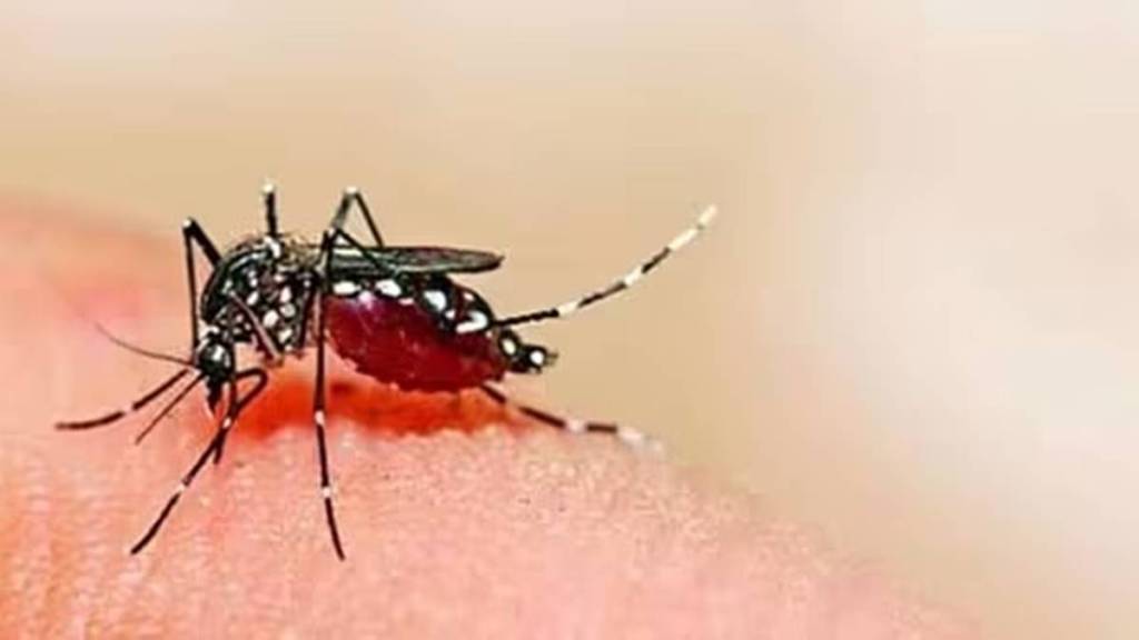 dengue cases in india