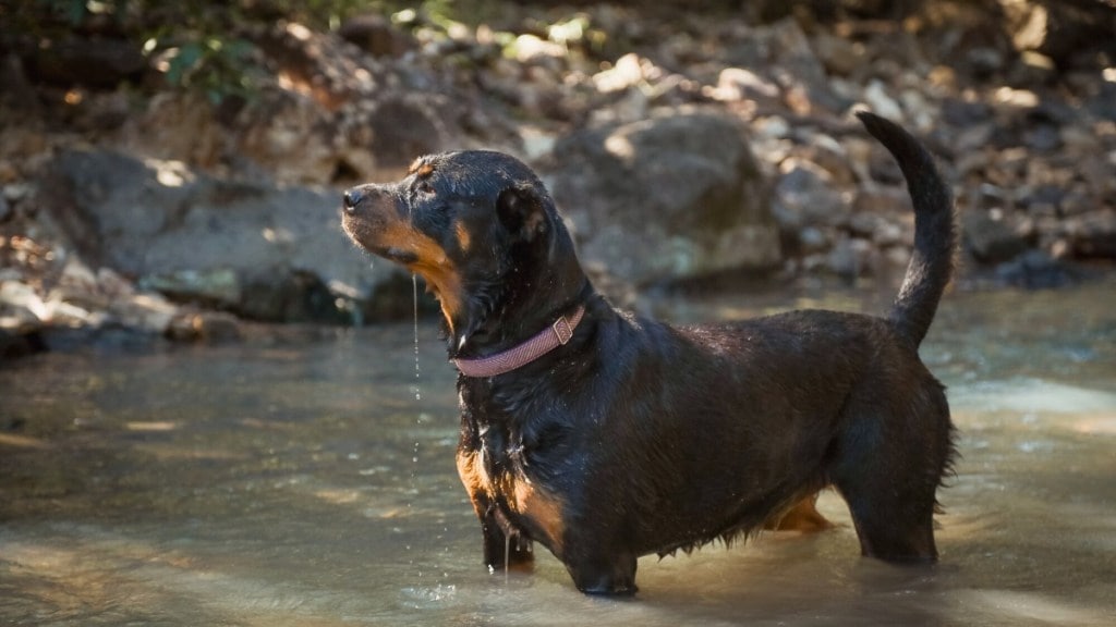 dog breed ban india