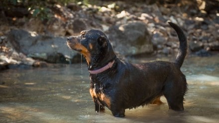 dog breed ban india