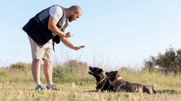 dog training