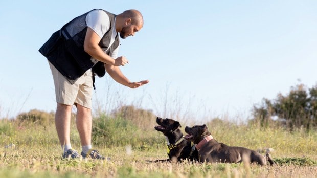 dog training