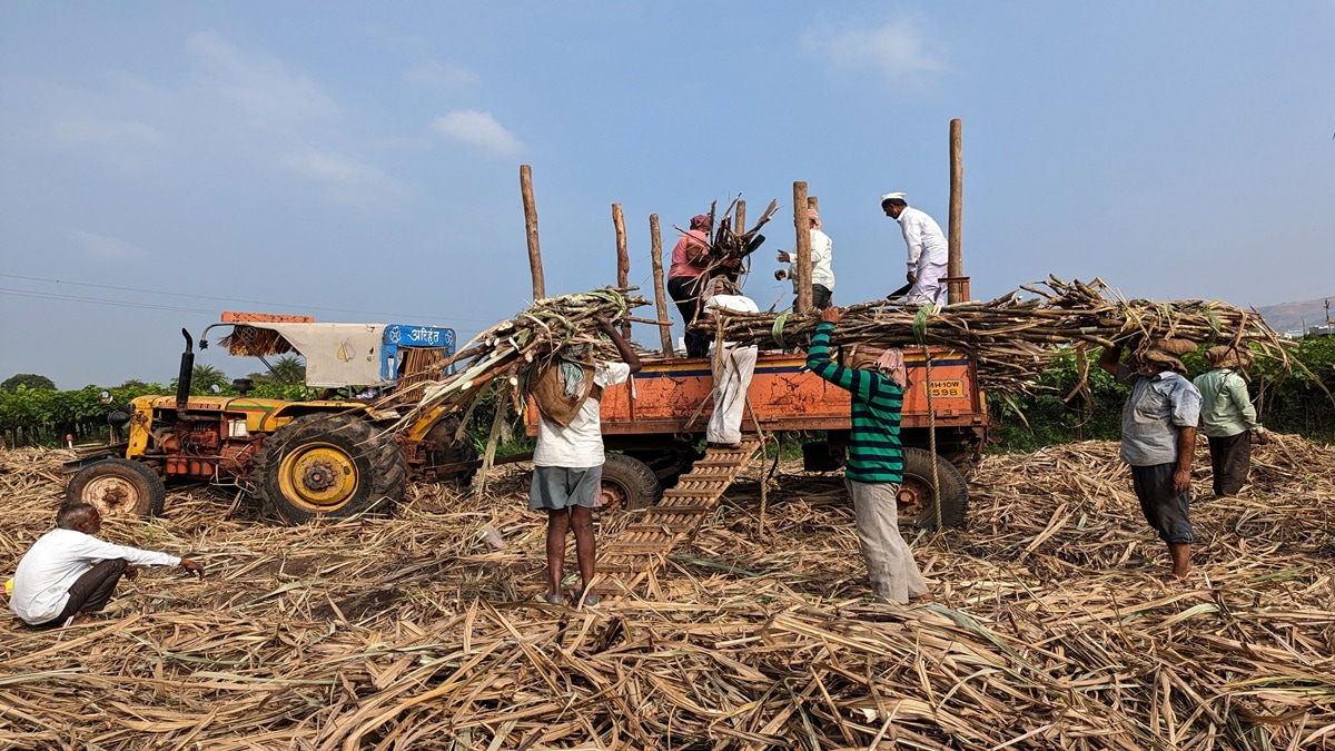 sugarcane, sugarcane farmers