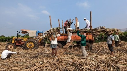 sugarcane, sugarcane farmers sugarcane, sugarcane farmers