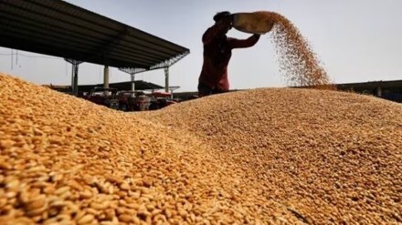 wheat, wheat stocks, wheat procurement,