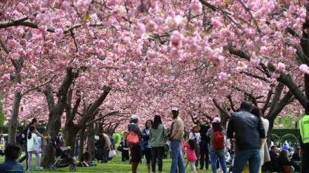 Cherry blossom tourism, cherry blossom japan, japan tourism