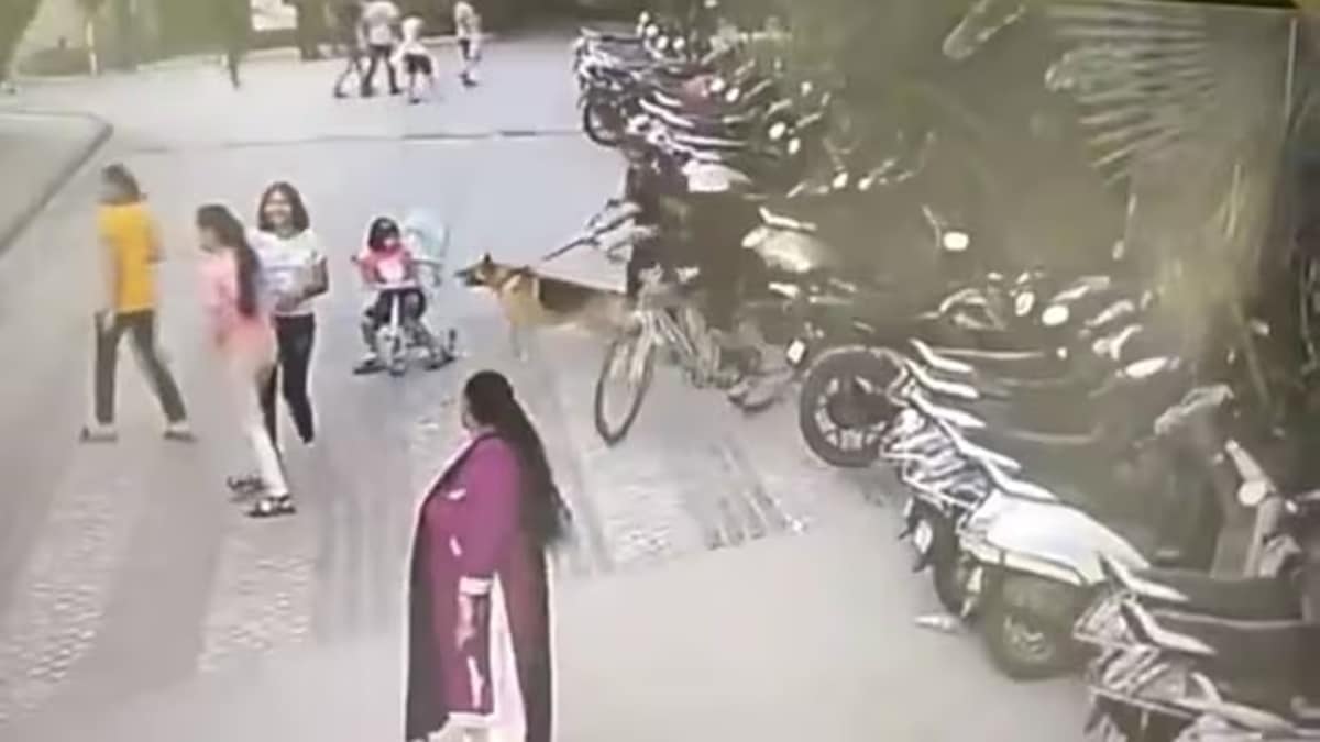 German Shepherd bites 6-year-old girl in Ghaziabad, case filed against owner | Video