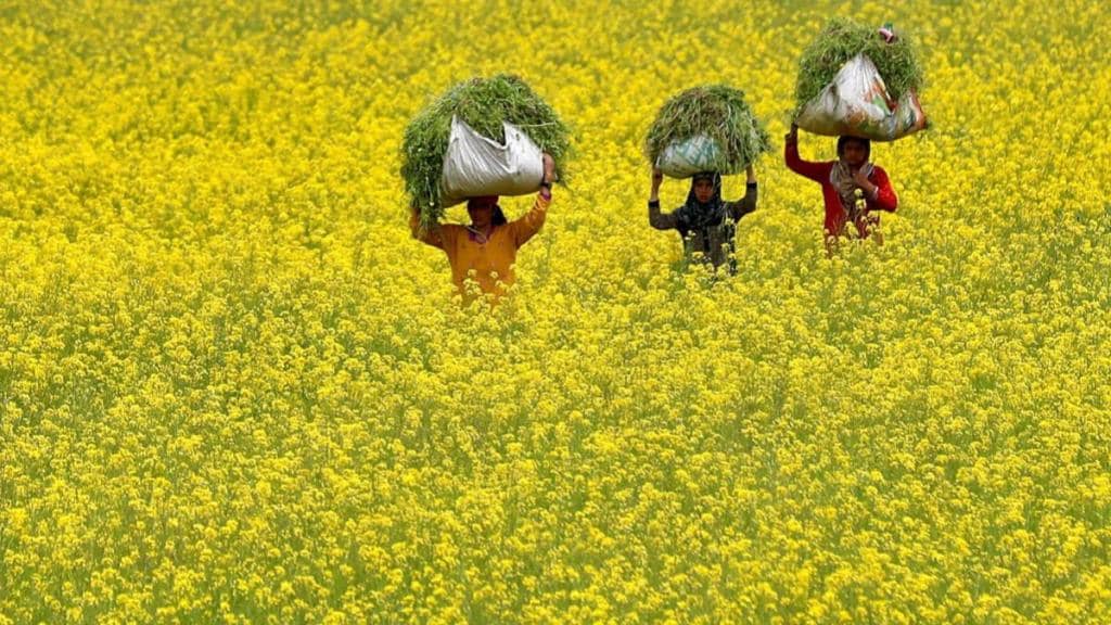 mustard prices, msp, economy, imports, exports