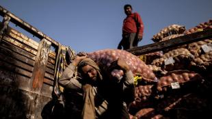 onion, economy, import, export, economy news