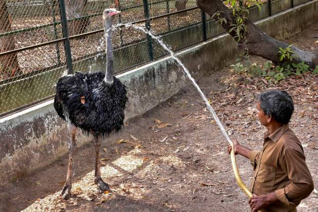 A zookeeper sprinkles water on an Ostrich at Sarthana Nature Park on a hot summer day, in Surat. (PTI Photo)