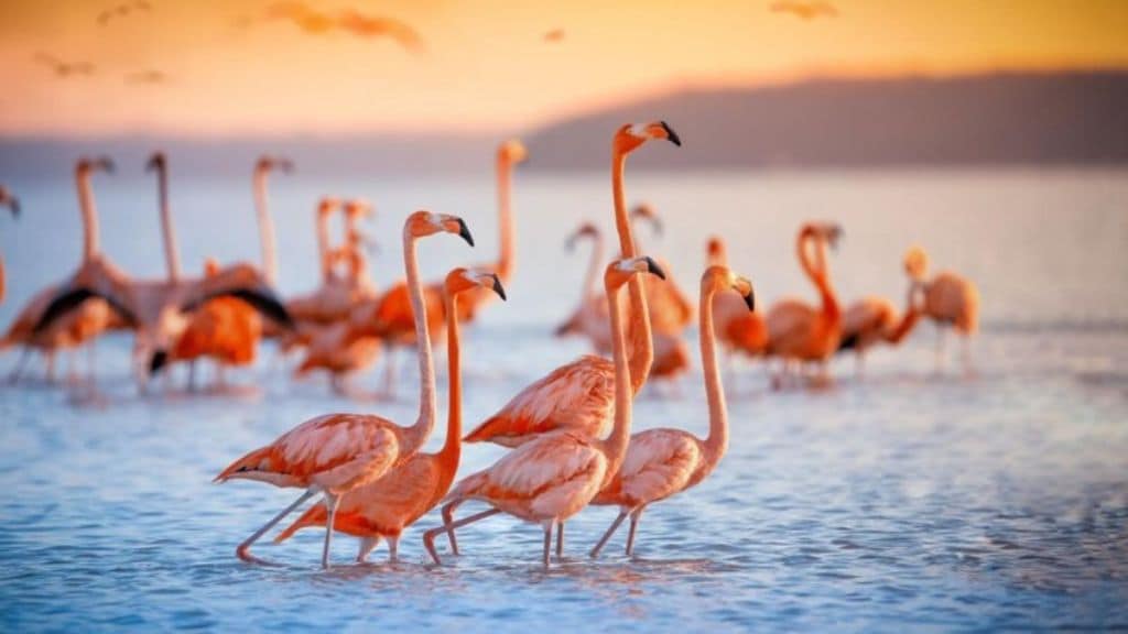 Scientists explored a new chapter in the evolution of birds