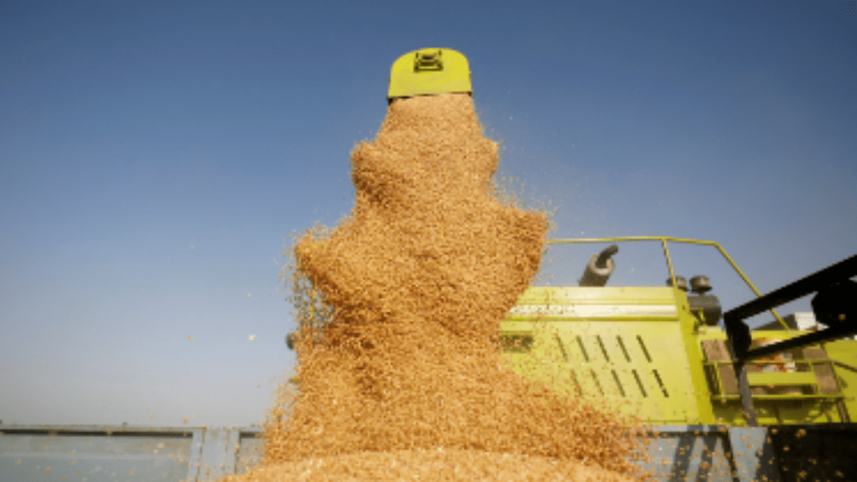 Wheat Wheat