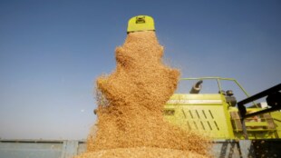 Wheat
