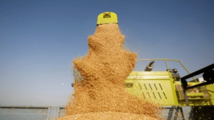 Wheat