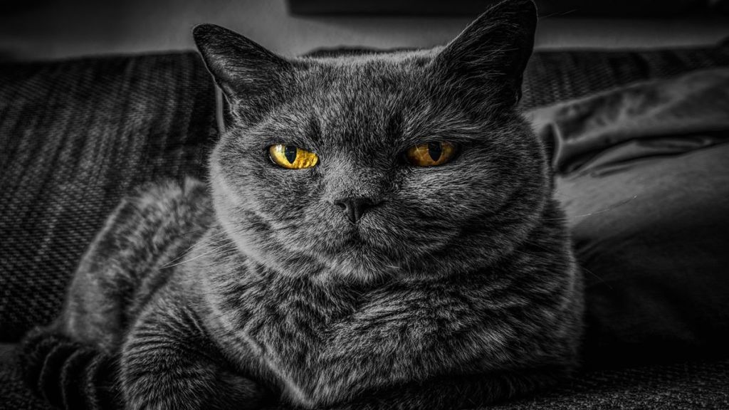 Cat, Cat infection, cat and mental health, Schizophrenia, Schizophrenia symptoms, healthcare news, health news,