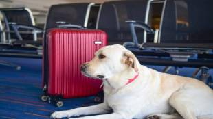 National Pet Day, travel with pet, travel with dog, dog airlines, how to fly with dogs, cat travel, vistara dog travel, air india pet travel, akasa pet travel, travel with cat, pet travel in india, lifestyle
