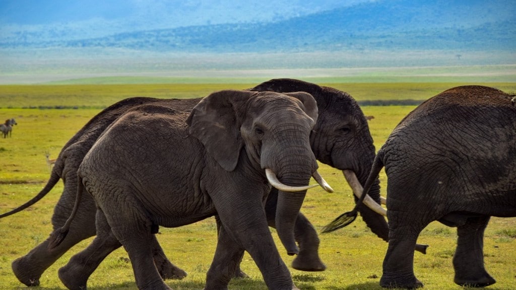 Botswana elephant population, elephants in Botswana,