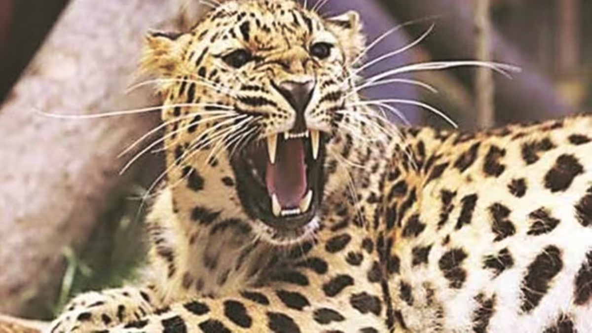 Leopard barges into house in North Delhi's Wazirabad, injures 5