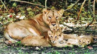 Indian Railways develops new SOP on Pipavav-Surendranagar line to prevent lion deaths: Here's how it will work