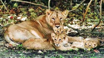 Indian Railways develops new SOP on Pipavav-Surendranagar line to prevent lion deaths: Here's how it will work